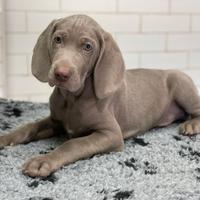 Cucciolo Weimaraner Vaccinato e chippato
