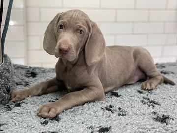 Cucciolo Weimaraner Vaccinato e chippato