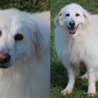 Venus, bella e solare cagnolotta taglia media