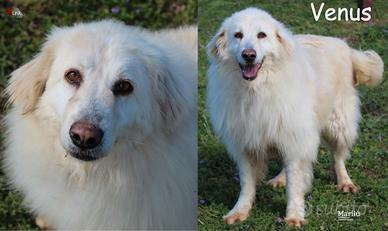 Venus, bella e solare cagnolotta taglia media