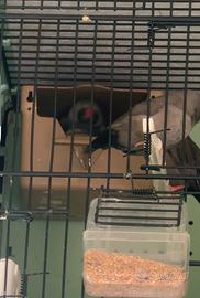 Diamante mandarino charcoal