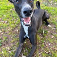 Adozione OLIVER aiutiamolo a trovare una casa