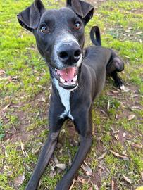 Adozione OLIVER aiutiamolo a trovare una casa