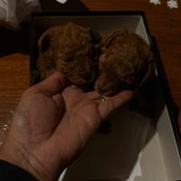 Barboncini toy pedigree enci