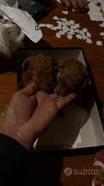 Barboncini toy pedigree enci