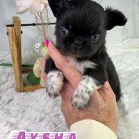 Chihuahua thailandese femmina pelo lungo pedigree
