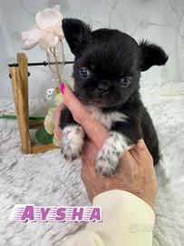 Chihuahua thailandese femmina pelo lungo pedigree