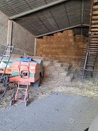 Erba medica di primo taglio in ballette