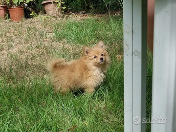 Cuccioli volpino Rossi