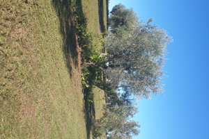 Terreno con vista panoramica