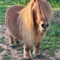 Mini pony farabella