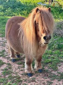Mini pony farabella