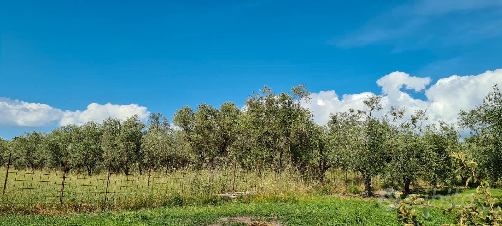 TERRENO con OLIVETO - Vista 3