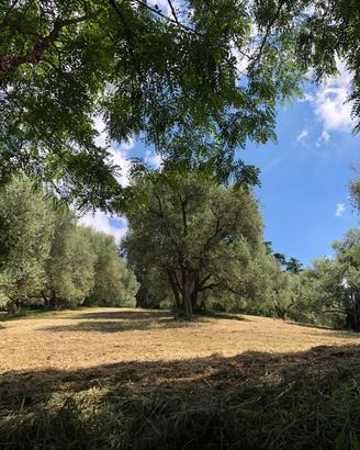 Cesena:  Uliveto panoramico a 2Km da Cesena