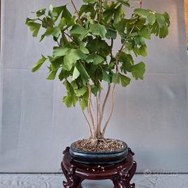 Bonsai ginko 
