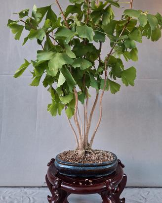 Bonsai ginko 