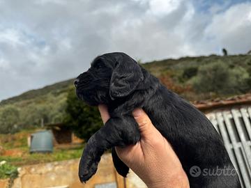 Cucciolo Cocker Spaniel Inglese
