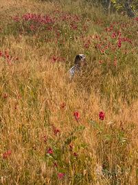 Setter inglese genetica roval