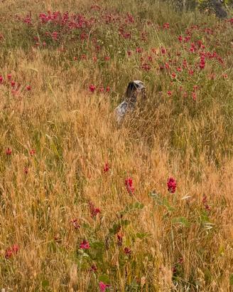 Setter inglese genetica roval