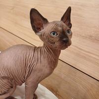 Cuccioli Sphynx