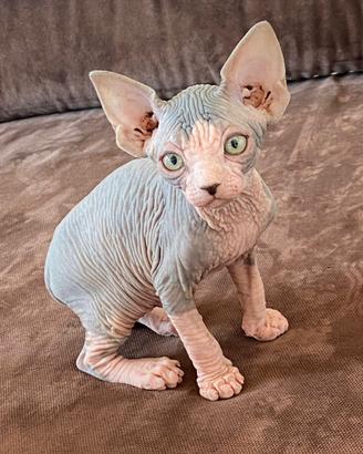 Cuccioli Sphynx