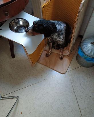 seggiolone sedia di bailey