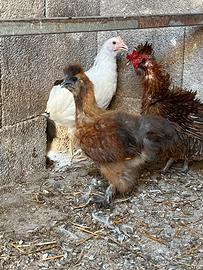 Pulcino gallo galletto