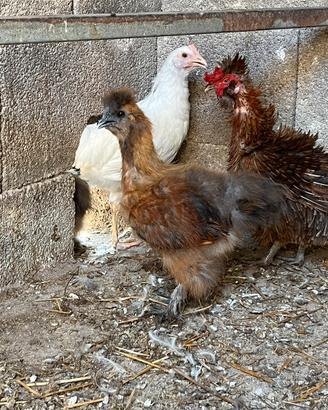 Pulcino gallo galletto