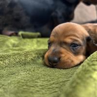 Cuccioli bassotto nano Arlecchino brown silver