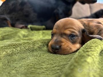 Cuccioli bassotto nano Arlecchino brown silver