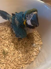 Ara ararauna baby pulli imbecco pappagalli