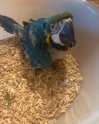 Ara ararauna baby pulli imbecco pappagalli