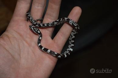 Serpenti del grano
