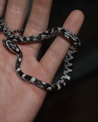 Serpenti del grano