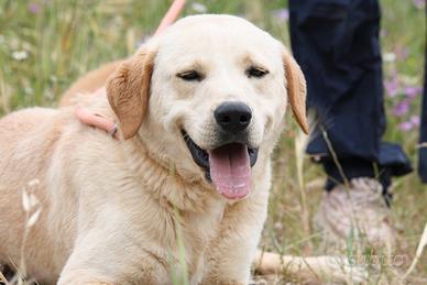 Mi regali una vita? Portami a casa con te