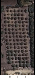 Terreno oliveto