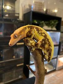 Geco Ciliatus Lilly White