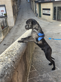 Cane Corso cucciolo