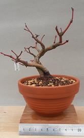 bonsai shohin di acero palmato 4