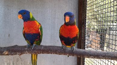 Pappagalli coppie e singoli varie specie ADULTI