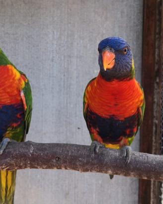 Pappagalli coppie e singoli varie specie ADULTI