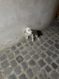 Regalasi cucciolo mamma setter inglese