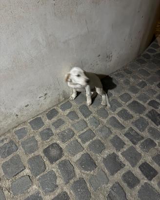 Regalasi cucciolo mamma setter inglese