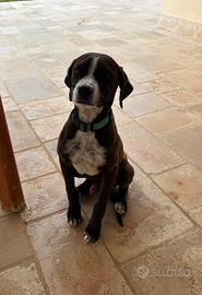 Cucciolo di Meticcio