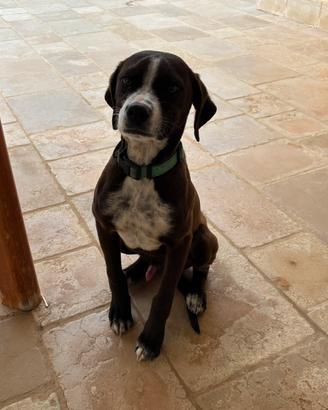 Cucciolo di Meticcio