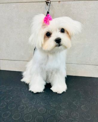 Ultima Cucciola Maltese
