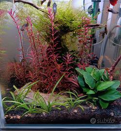 Acquario 30 litri 