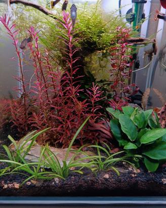 Acquario 30 litri 