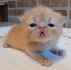 Exotic Shorthair (simile) Maschio Rosso