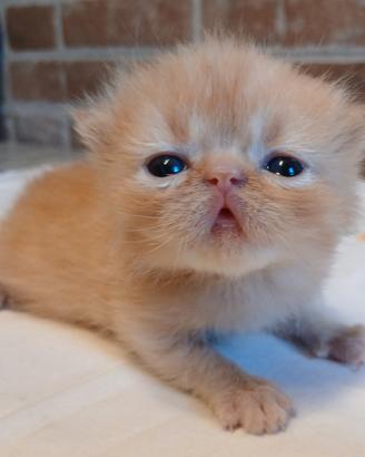Exotic Shorthair (simile) Maschio Rosso